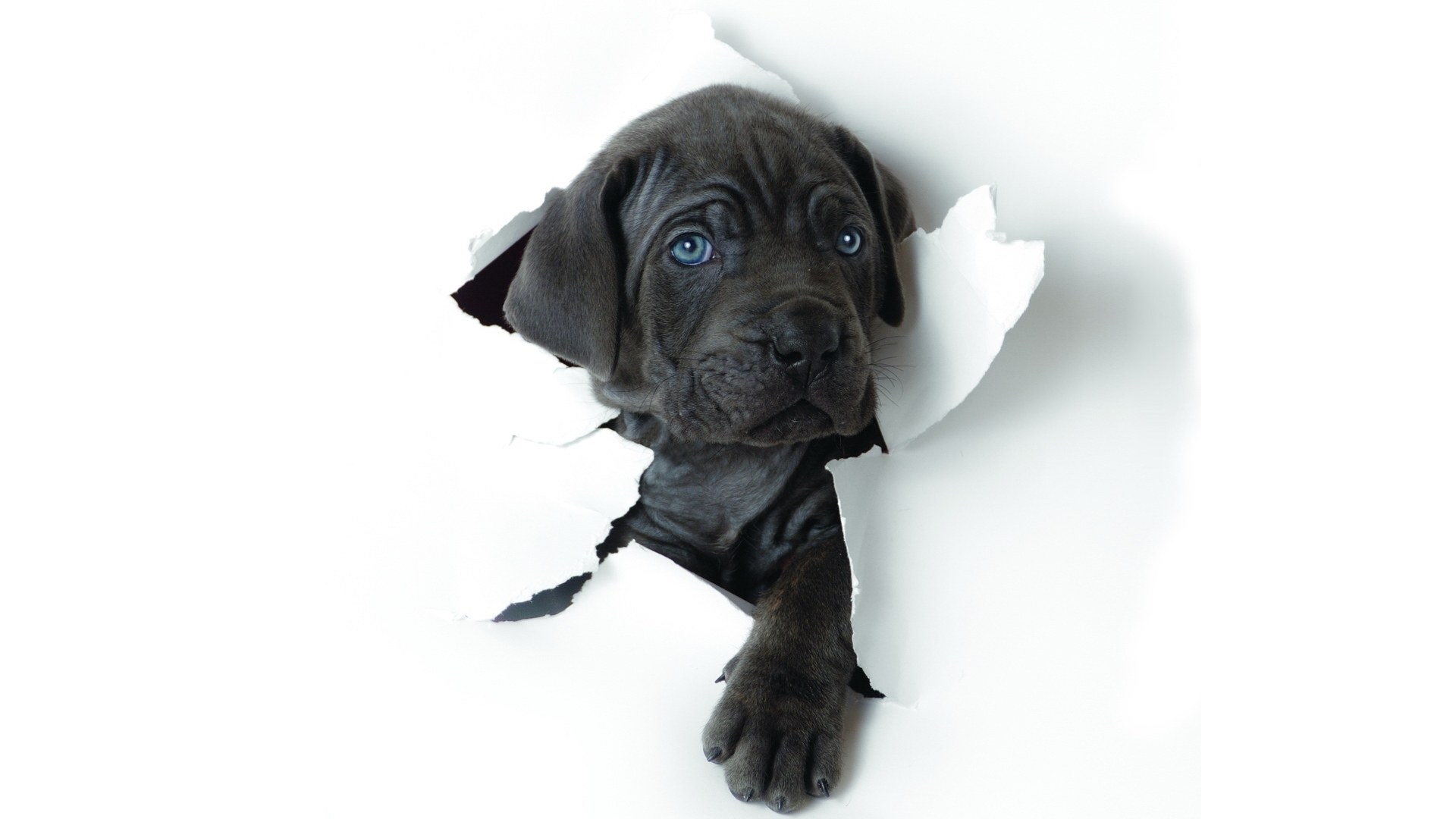 puppy breaking through paper