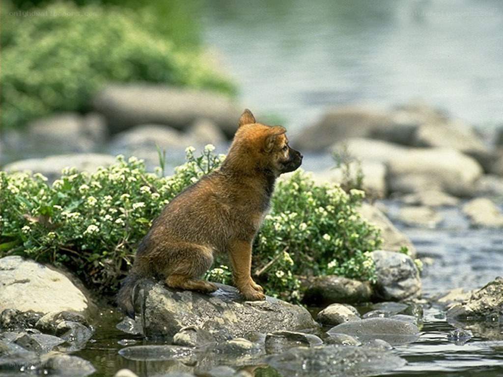 Puppy by the riverbank