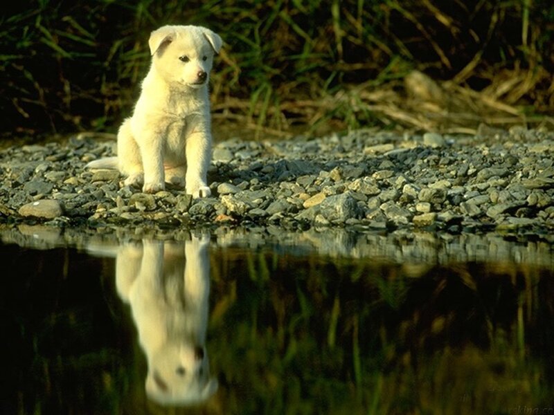 Puppy by the water