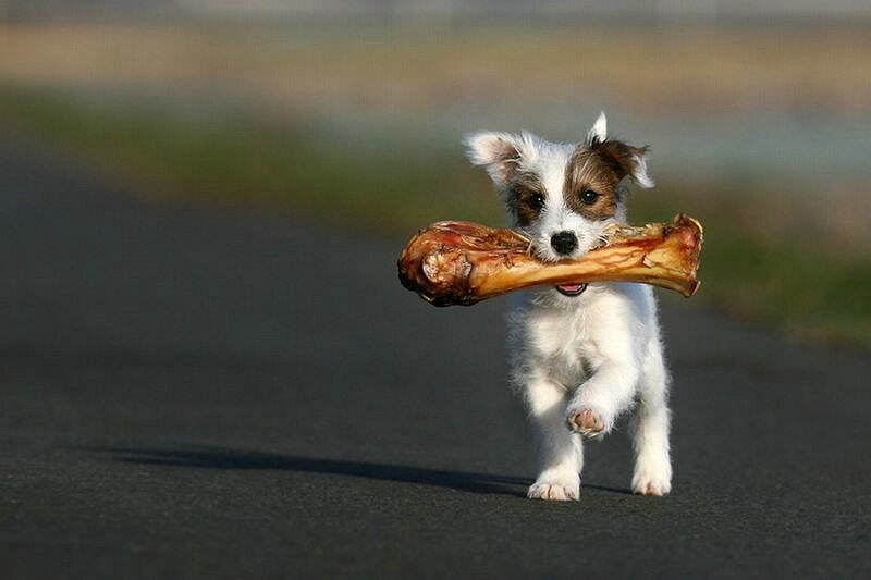puppy carrying a bone