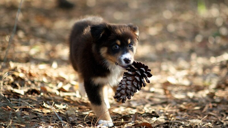 Puppy Carrying Pinecone — Brown