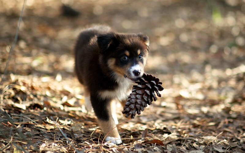 Puppy Carrying Pinecone