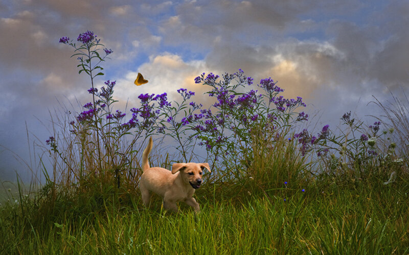 Puppy chasing butterfly in field
