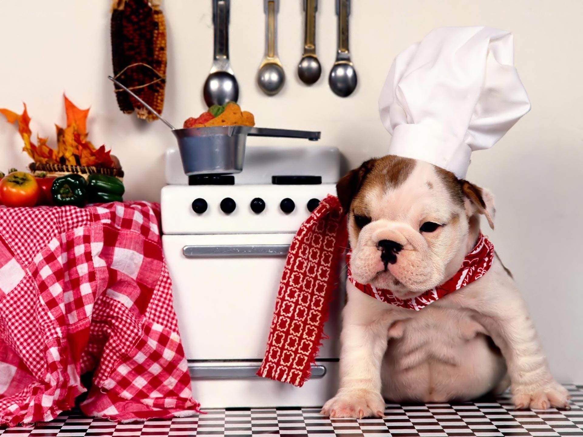 puppy chef in kitchen