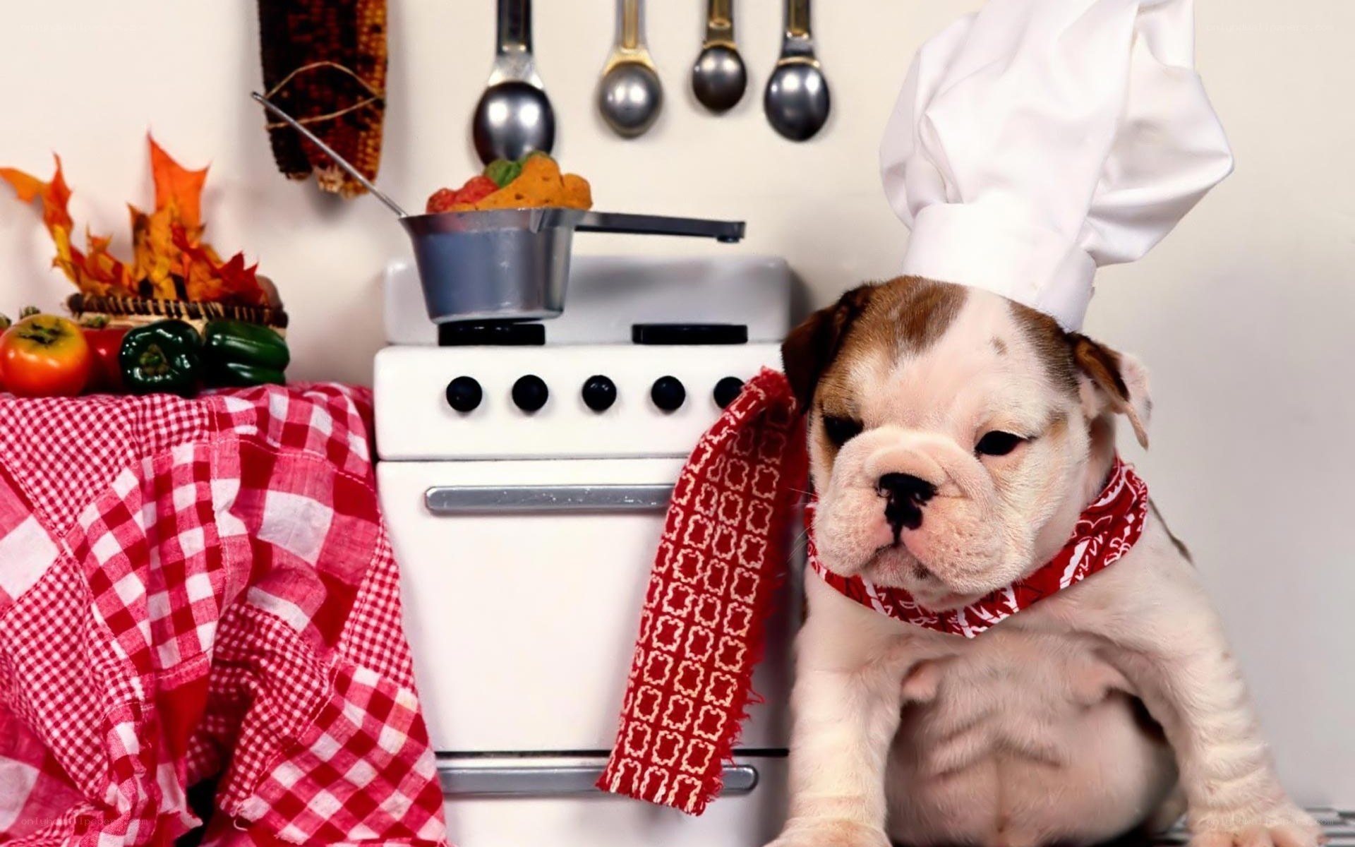 puppy chef in kitchen