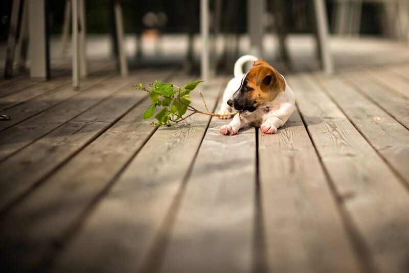 Puppy Chewing Branch