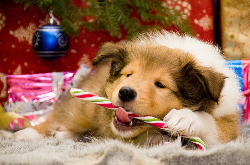 Puppy Chewing Candy Cane