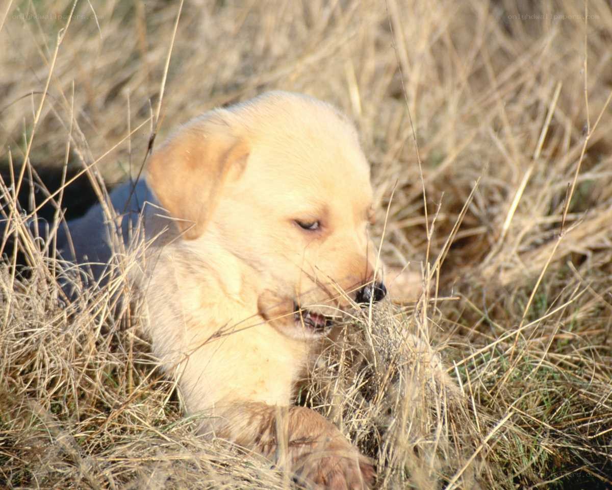 puppy chewing grass