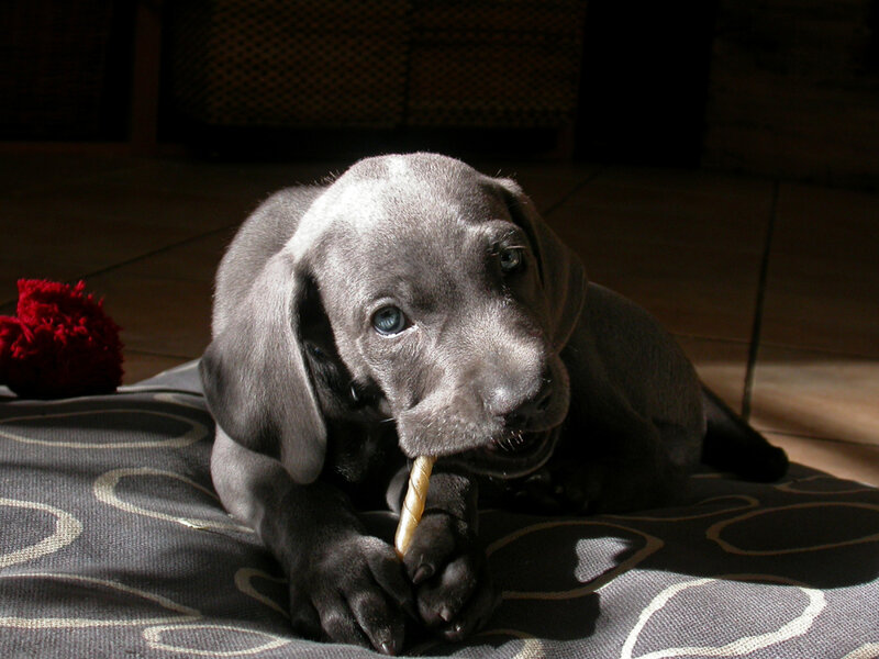 puppy chewing on a bone