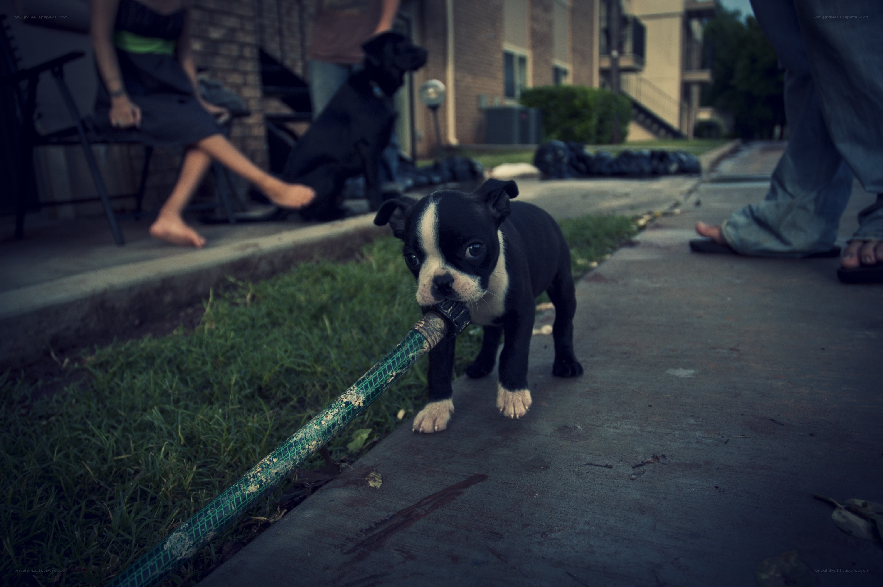 puppy chewing on a hose