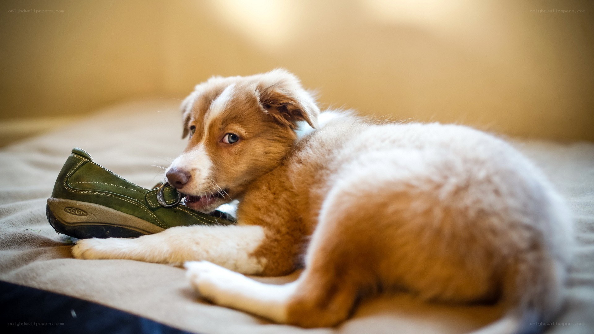 puppy chewing on a shoe