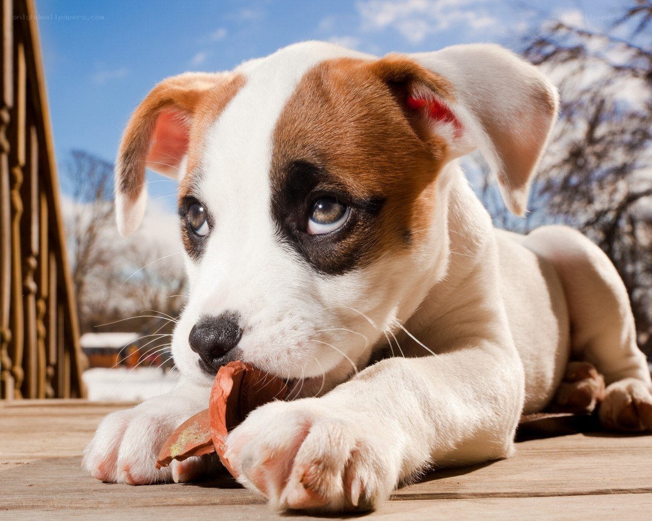 Puppy chewing on a toy