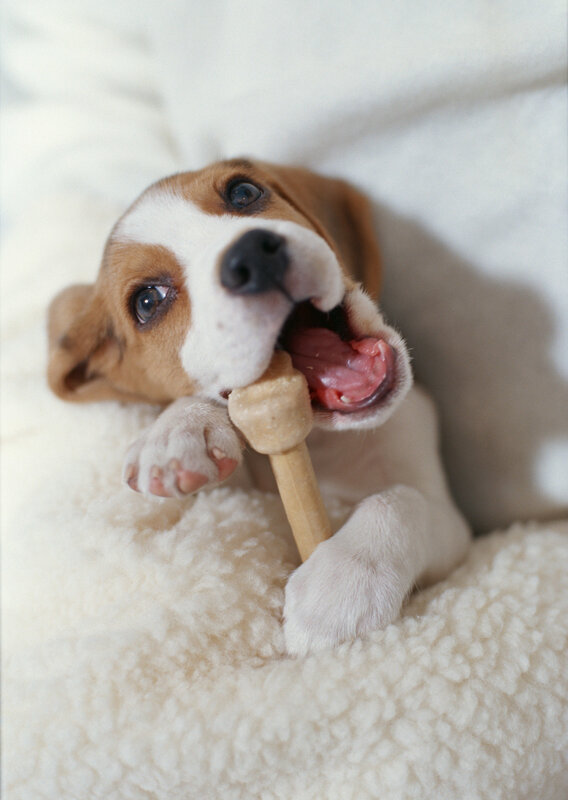 puppy chewing on bone