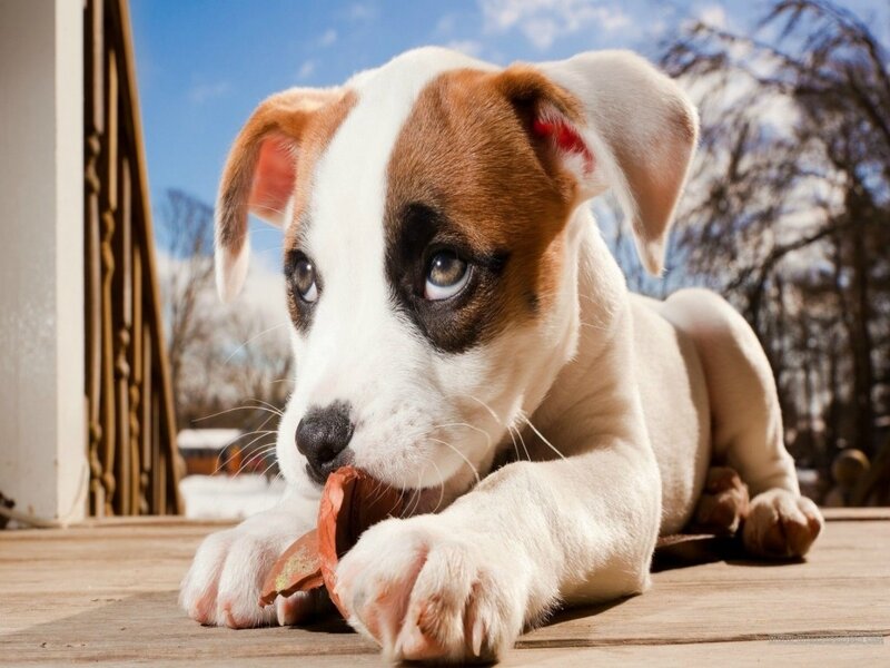 Puppy Chewing on Bone — White