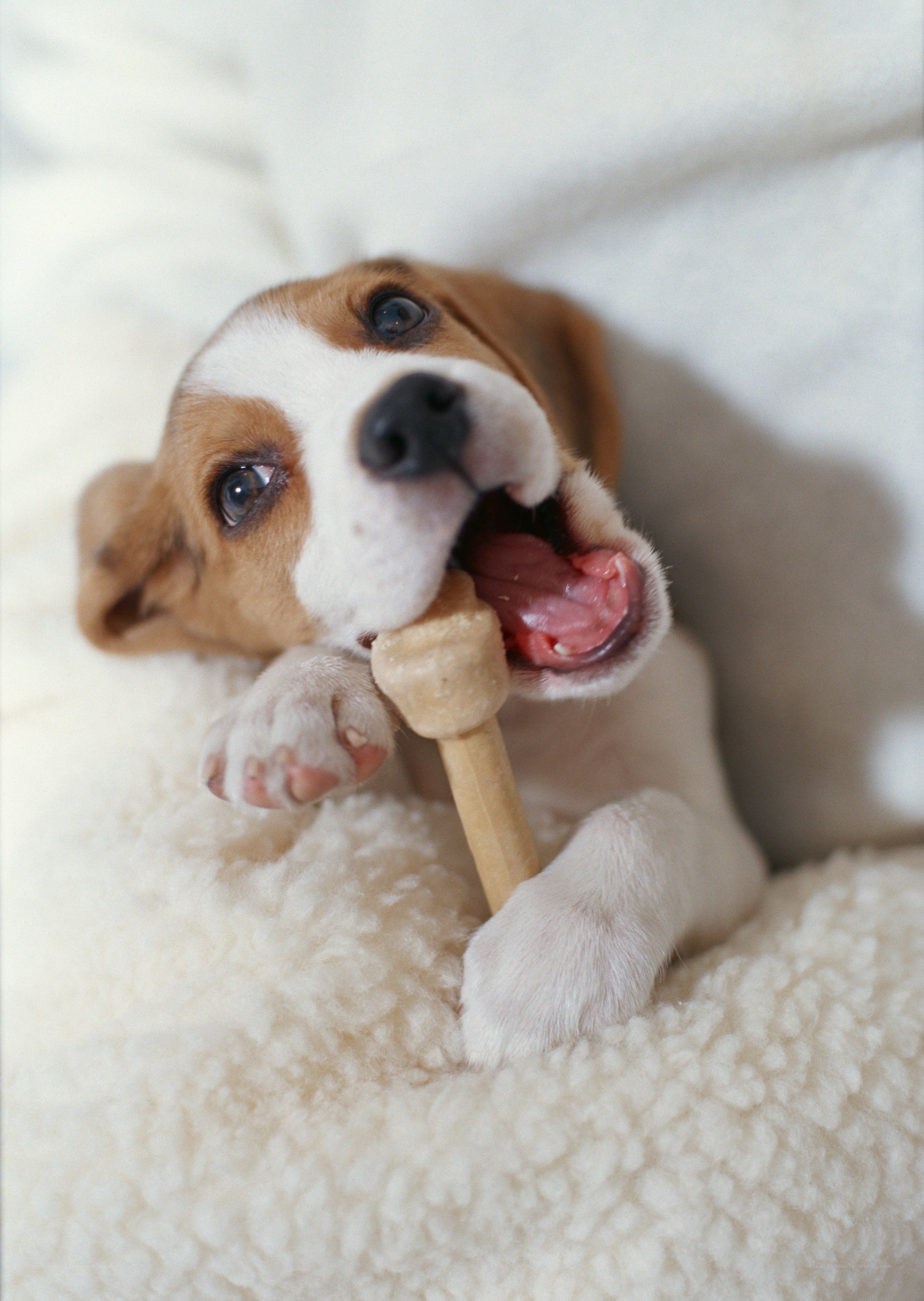 puppy chewing on bone