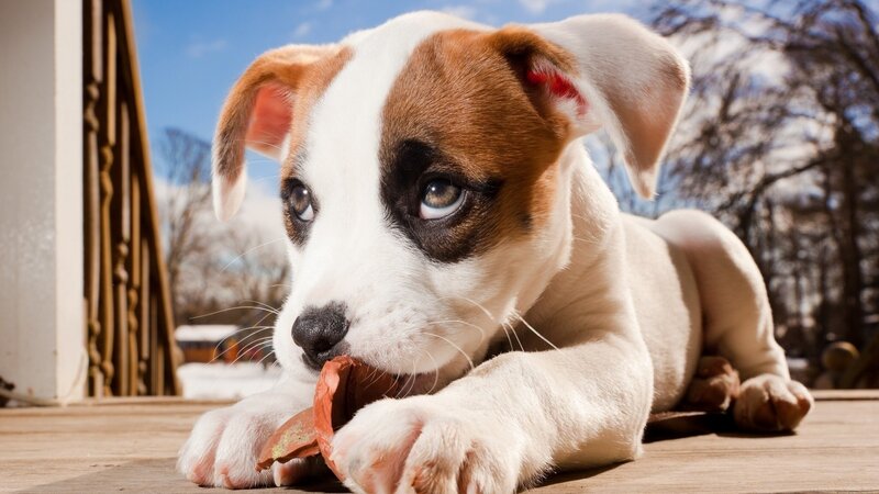 Puppy Chewing on Leaf