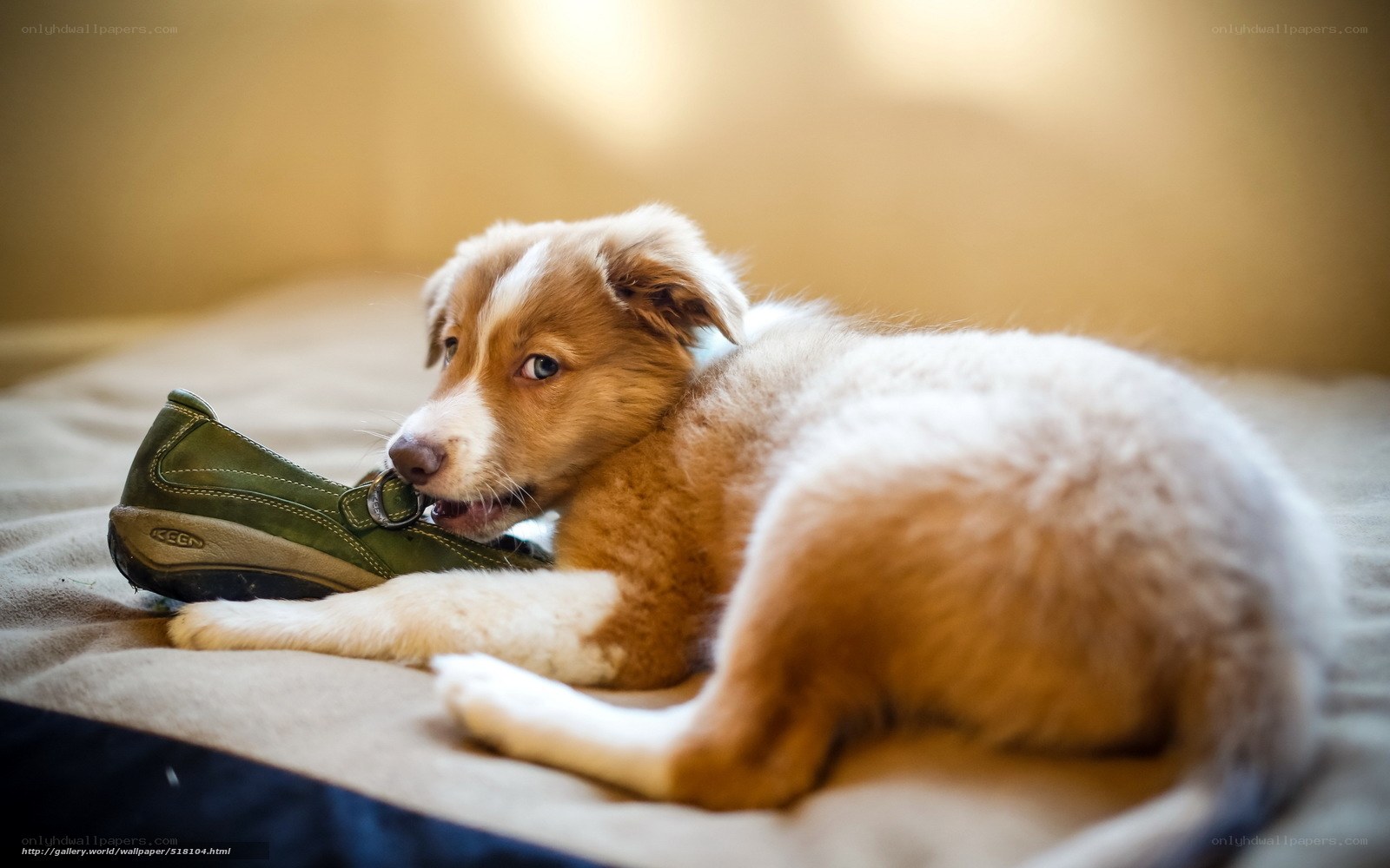 puppy chewing on shoe