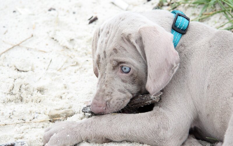 puppy chewing on stick