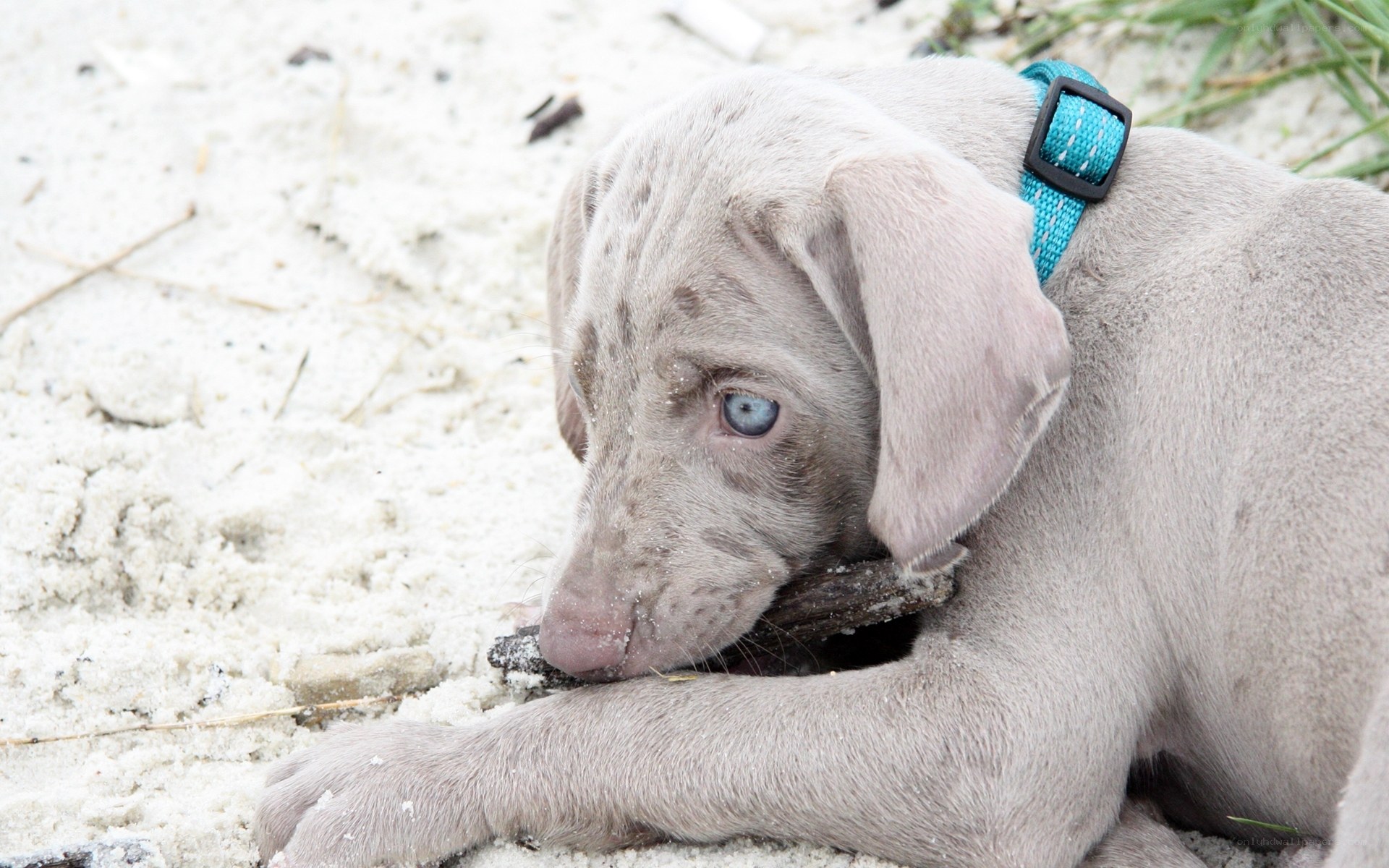 puppy chewing on stick