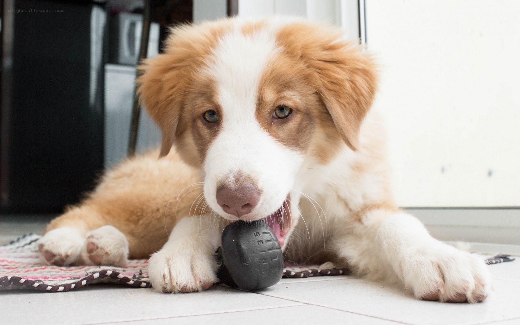 puppy chewing on toy
