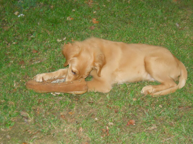 puppy chewing shoe on grass
