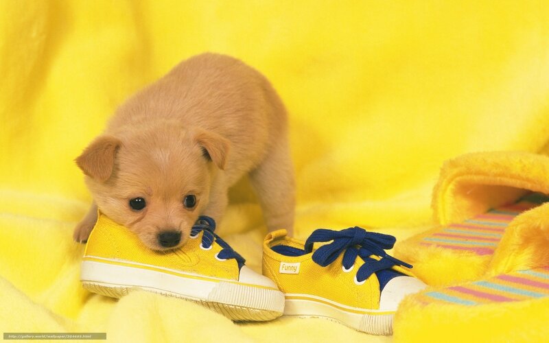 Puppy Chewing Shoe — Yellow, Playful