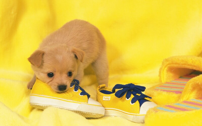 Puppy Chewing Shoe — Yellow