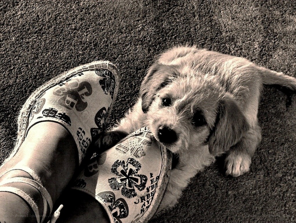 puppy chewing shoe
