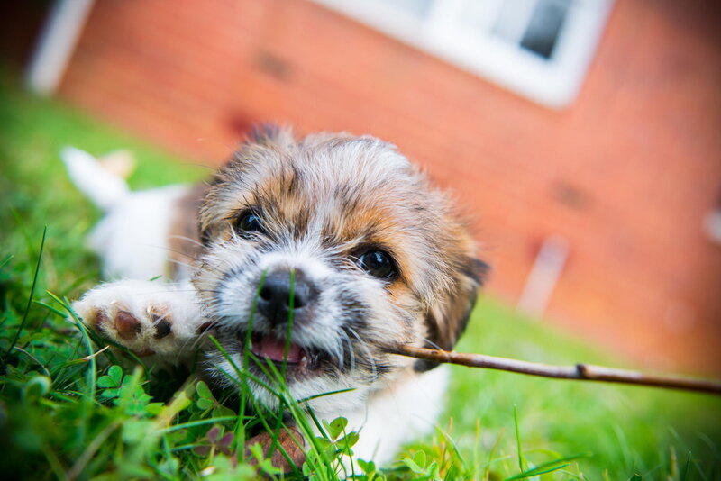 Puppy Chewing Stick — Green