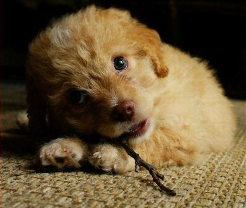 Puppy Chewing Stick