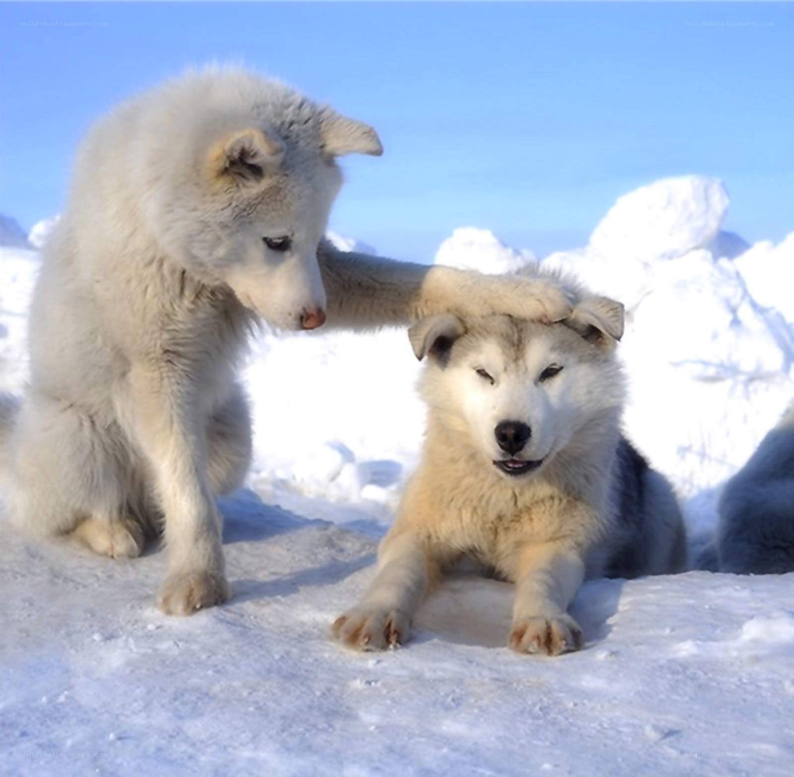 Puppy comforting sibling in snow