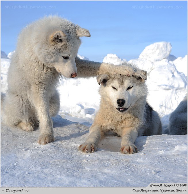 Puppy comforting sibling