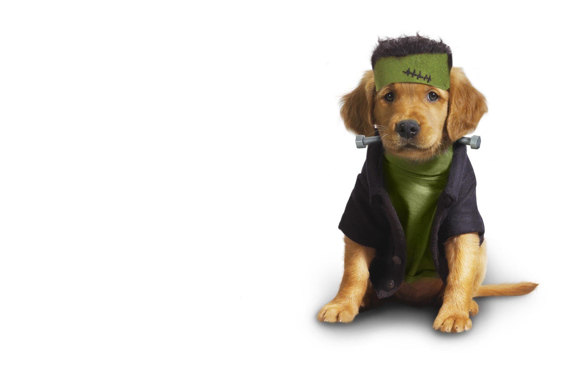 puppy dressed as frankenstein