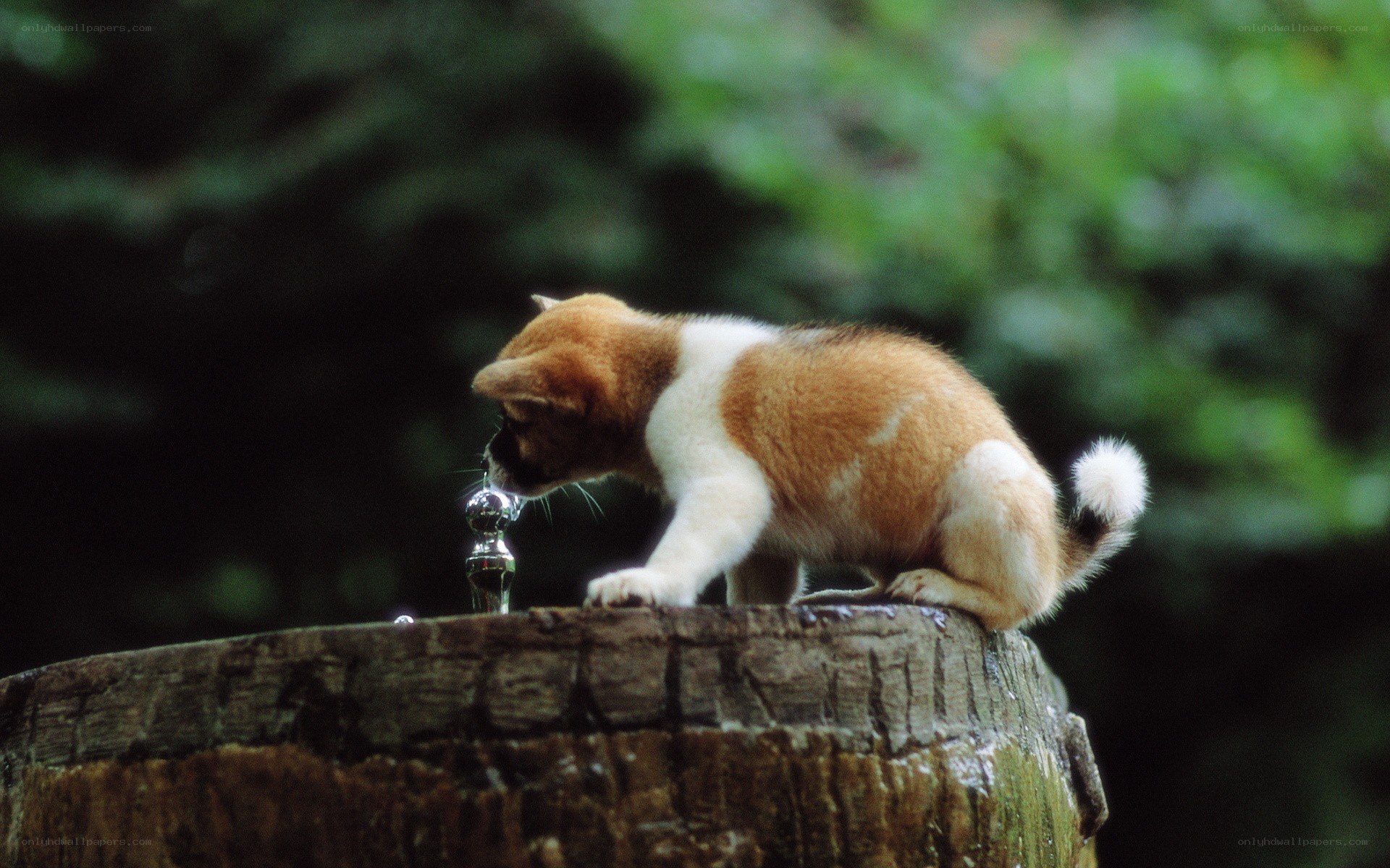 puppy drinking from fountain
