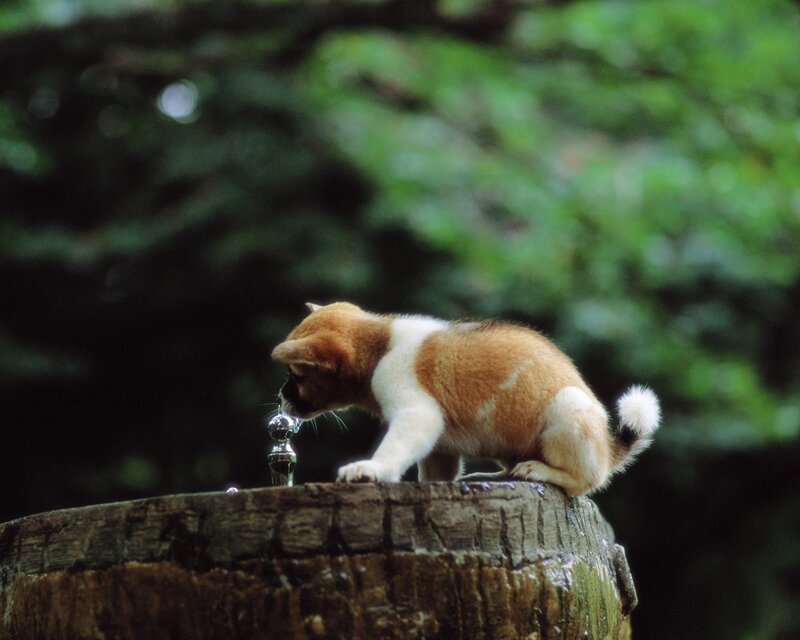 Puppy Drinking Water
