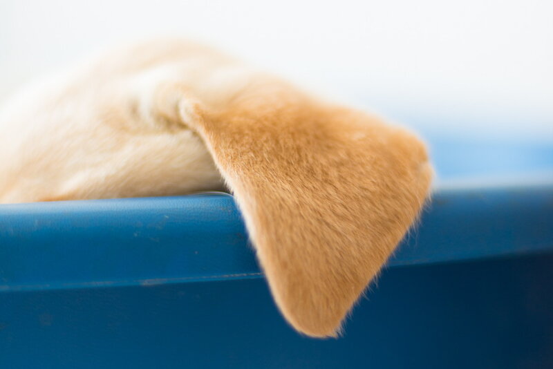 Puppy Ear over Edge