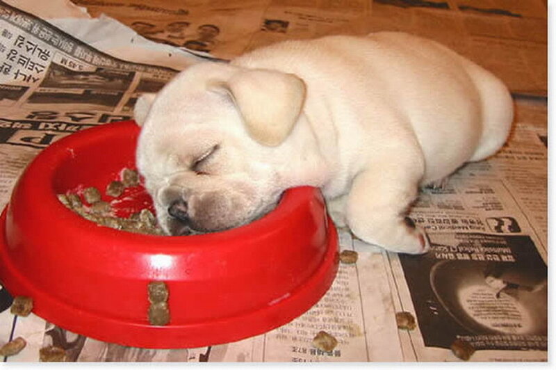 Puppy Eating from Bowl — Red