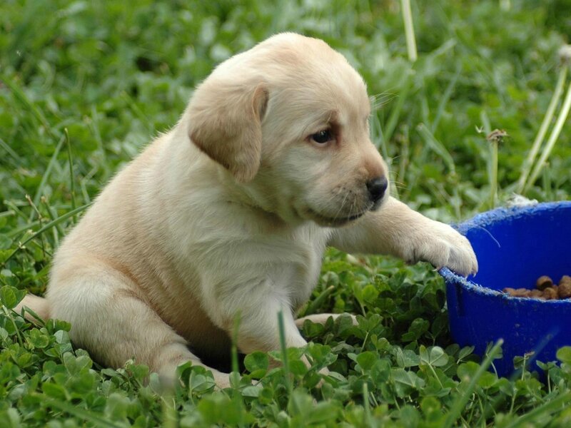 puppy eating from bowl