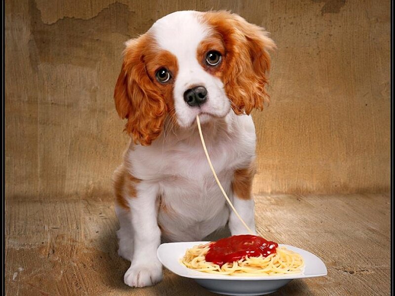 puppy eating spaghetti