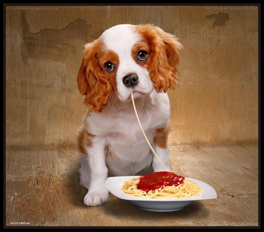 puppy eating spaghetti