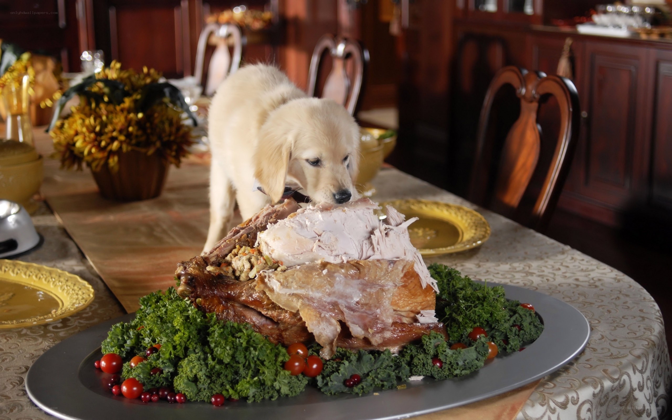 puppy eating turkey dinner