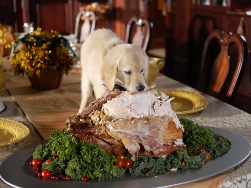 puppy eating turkey
