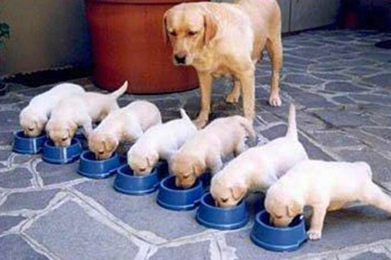Puppy feeding time