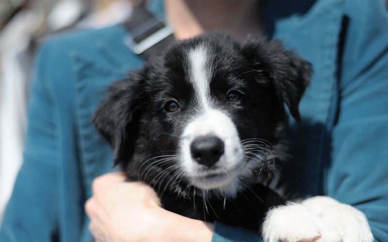 puppy held by person
