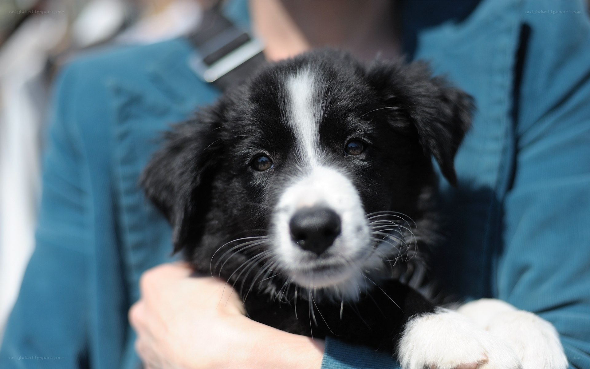 puppy held by person