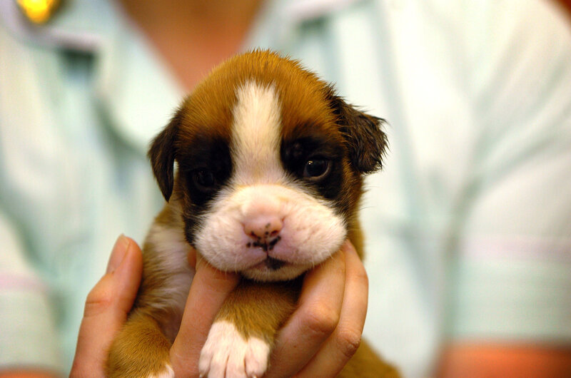 puppy held in hands