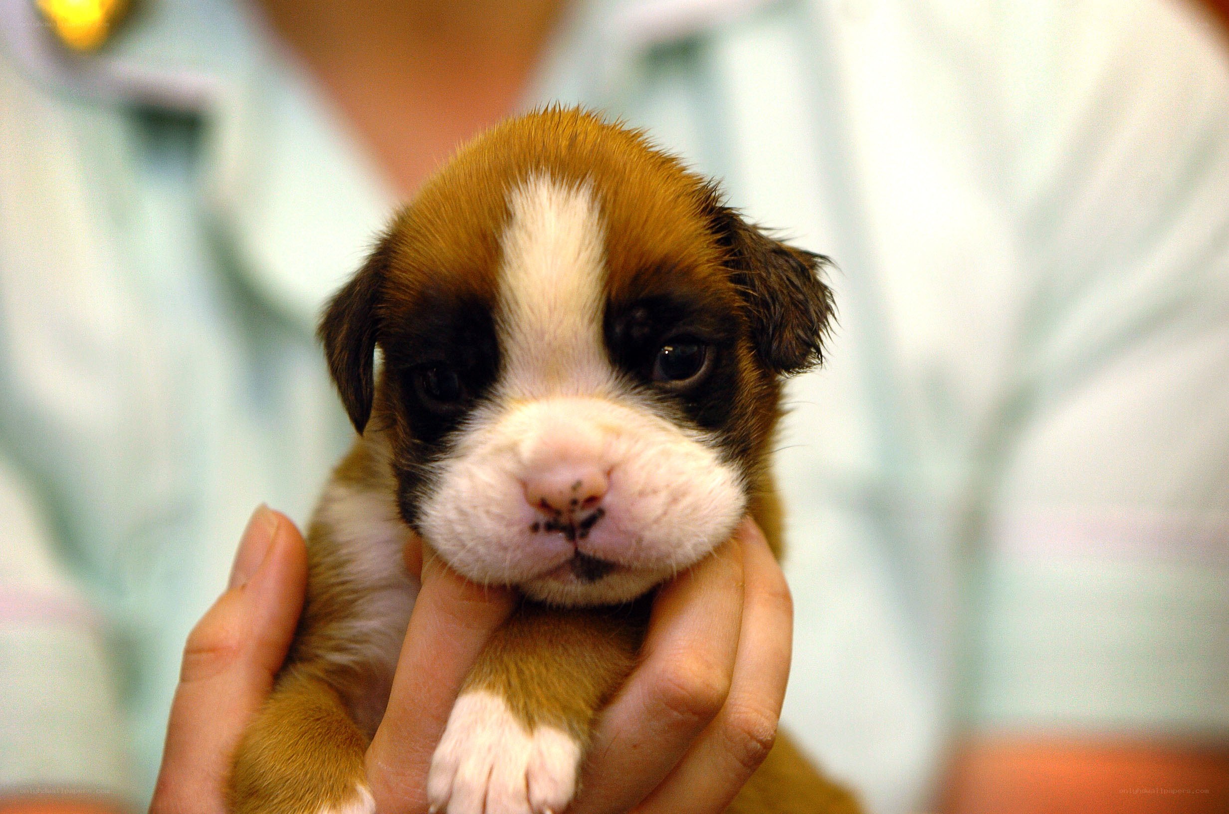 puppy held in hands