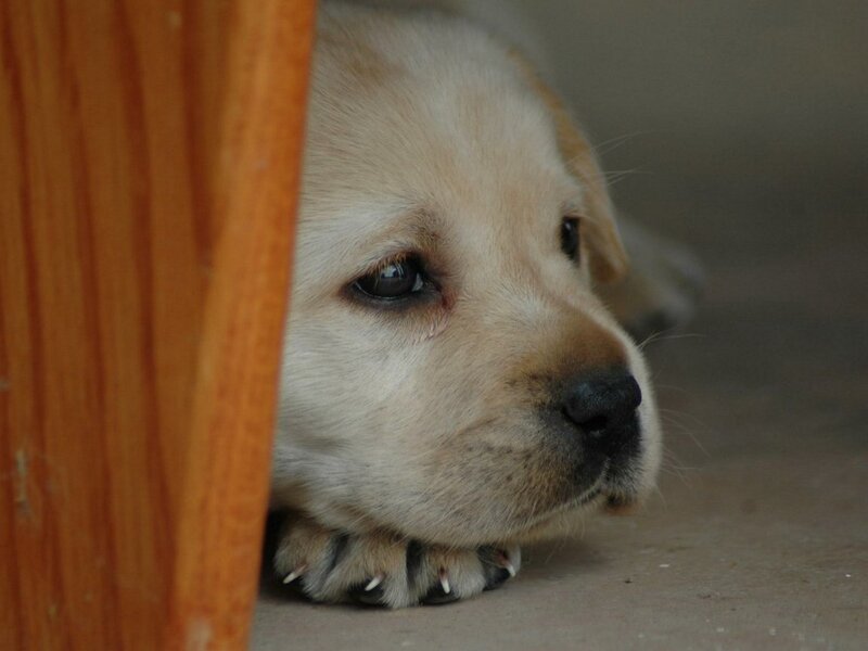 puppy hiding behind a chair