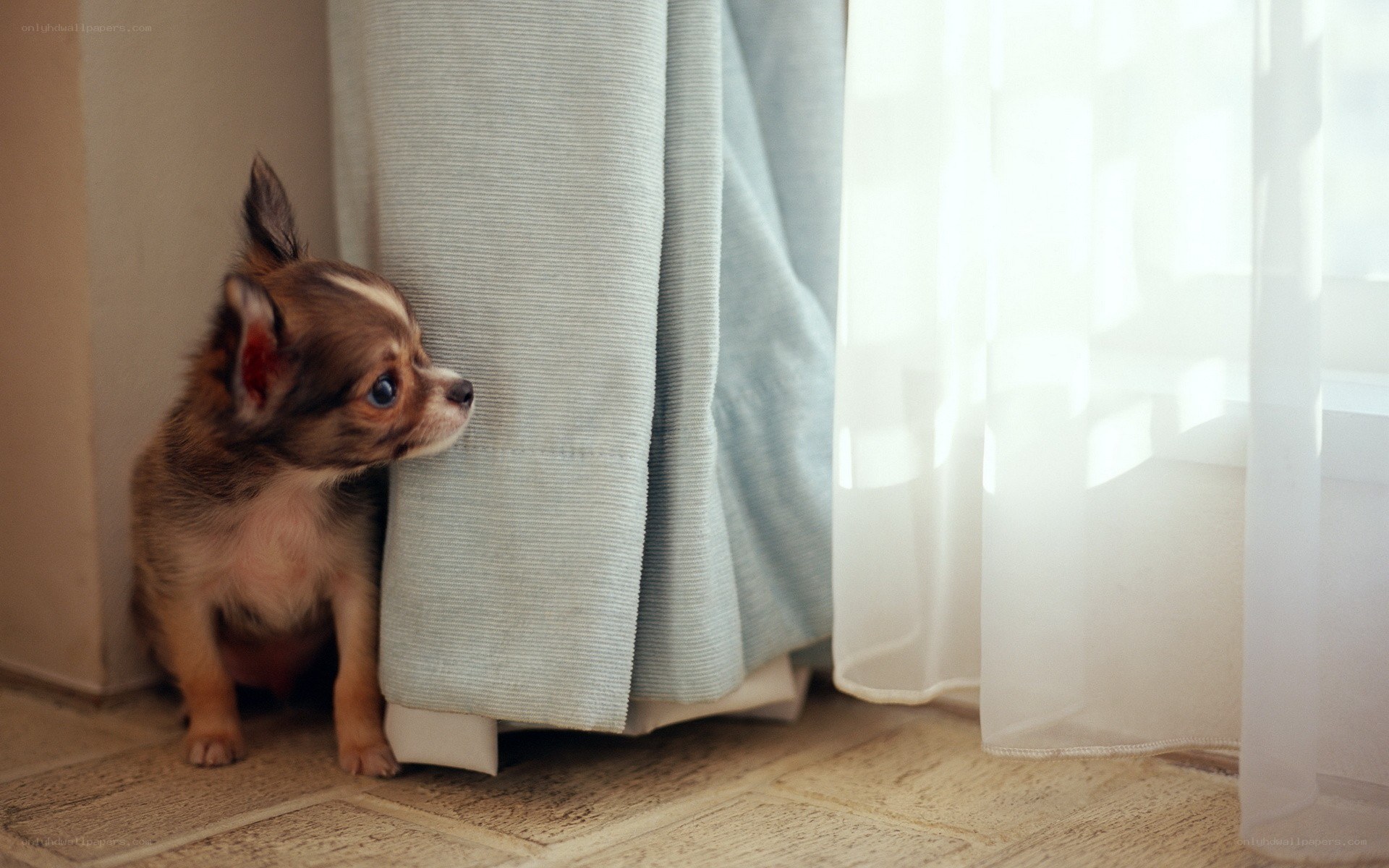 puppy hiding behind a curtain