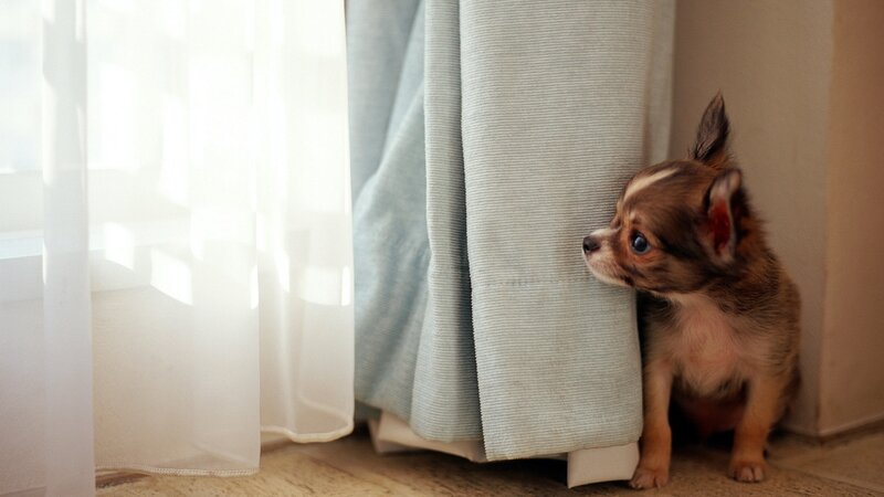 Puppy hiding behind a curtain